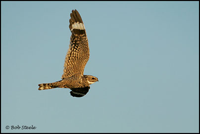 Lesser Nighthawk (Chordeiles acutipennis)