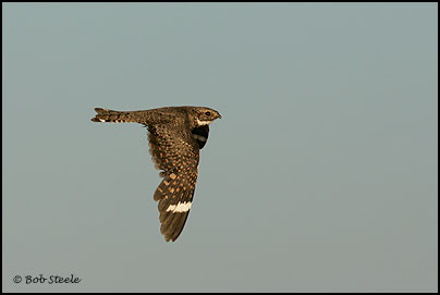Lesser Nighthawk (Chordeiles acutipennis)