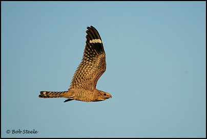 Lesser Nighthawk (Chordeiles acutipennis)