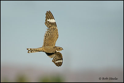 Lesser Nighthawk (Chordeiles acutipennis)