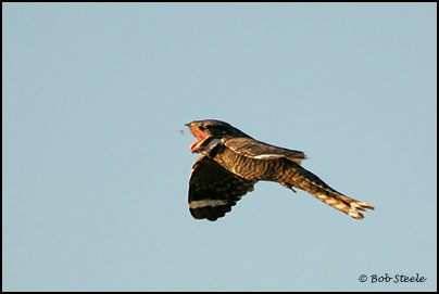 Lesser Nighthawk (Chordeiles acutipennis)