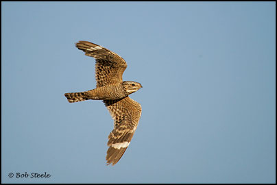 Lesser Nighthawk (Chordeiles acutipennis)