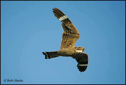 Lesser Nighthawk (Chordeiles acutipennis)