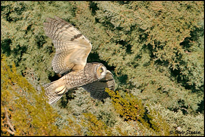 Long-eared Owl (Asio otus)