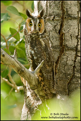 Long-eared Owl (Asio otus)