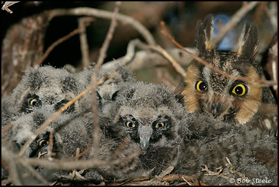 Long-eared Owl (Asio otus)