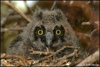 Long-eared Owl (Asio otus)