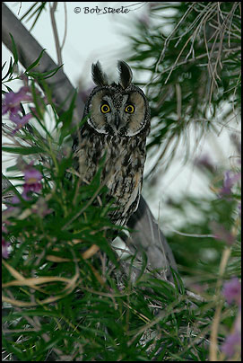 Long-eared Owl (Asio otus)