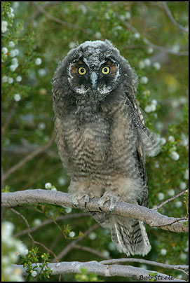 Long-eared Owl (Asio otus)