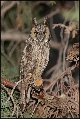 Long-eared Owl (Asio otus)