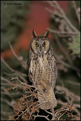 Long-eared Owl (Asio otus)