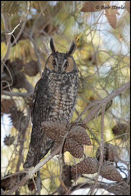 Long-eared Owl (Asio otus)