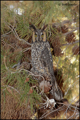 Long-eared Owl (Asio otus)