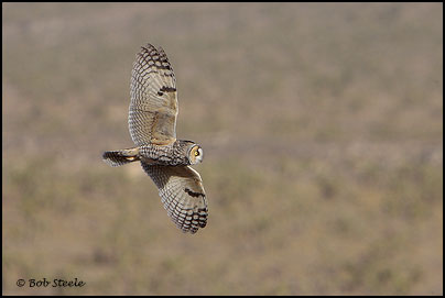Long-eared Owl (Asio otus)