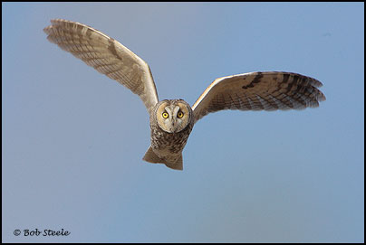 Long-eared Owl (Asio otus)