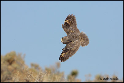 Long-eared Owl (Asio otus)