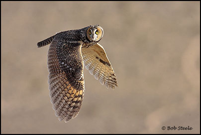 Long-eared Owl (Asio otus)