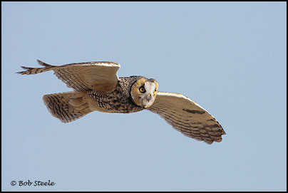 Long-eared Owl (Asio otus)