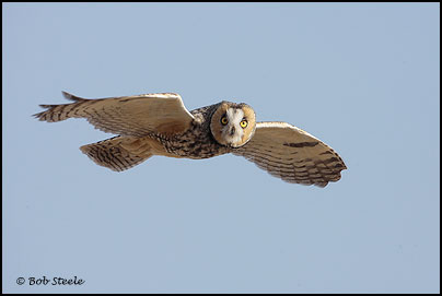 Long-eared Owl (Asio otus)