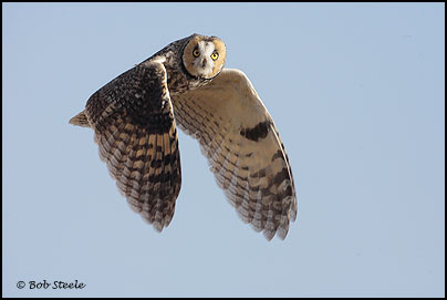 Long-eared Owl (Asio otus)