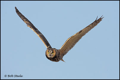 Long-eared Owl (Asio otus)