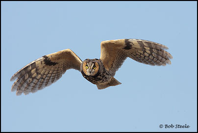 Long-eared Owl (Asio otus)