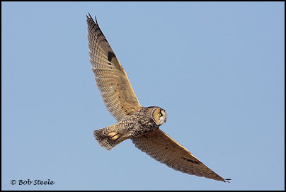 Long-eared Owl (Asio otus)