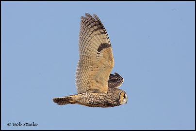 Long-eared Owl (Asio otus)