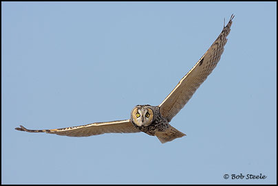Long-eared Owl (Asio otus)