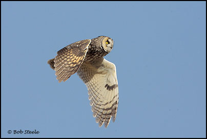 Long-eared Owl (Asio otus)