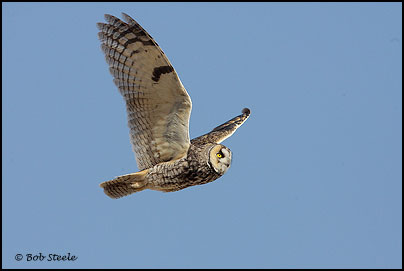 Long-eared Owl (Asio otus)