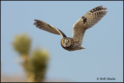 Long-eared Owl (Asio otus)