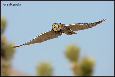 Long-eared Owl (Asio otus)