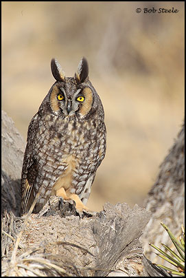 Long-eared Owl (Asio otus)