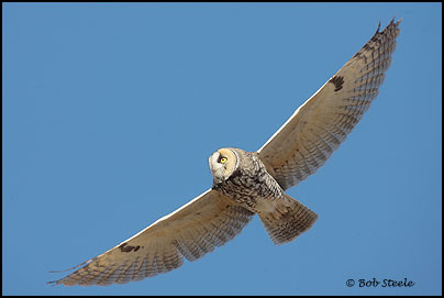 Long-eared Owl (Asio otus)
