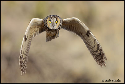Long-eared Owl (Asio otus)