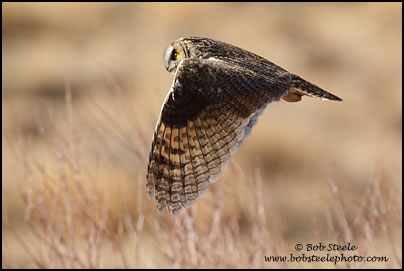 Long-eared Owl (Asio otus)