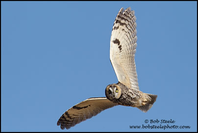 Long-eared Owl (Asio otus)