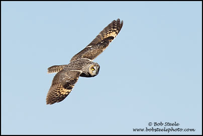 Long-eared Owl (Asio otus)