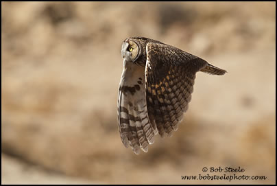 Long-eared Owl (Asio otus)