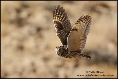 Long-eared Owl (Asio otus)