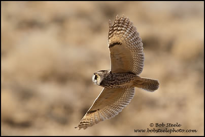 Long-eared Owl (Asio otus)