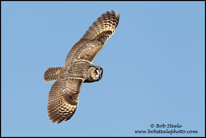 Long-eared Owl (Asio otus)