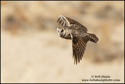 Long-eared Owl (Asio otus)