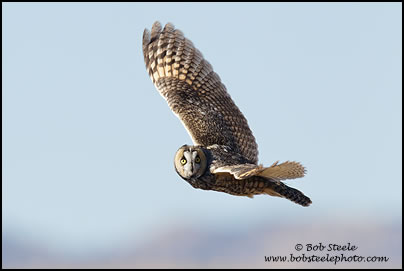 Long-eared Owl (Asio otus)
