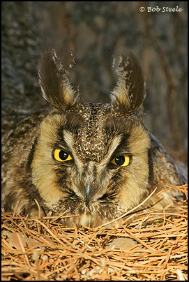 Long-eared Owl (Asio otus)