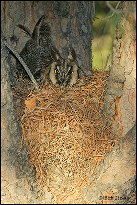 Long-eared Owl (Asio otus)