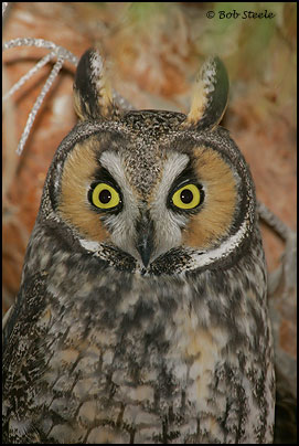 Long-eared Owl (Asio otus)