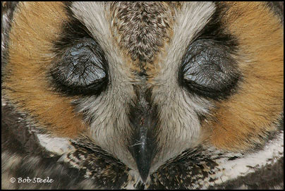 Long-eared Owl (Asio otus)