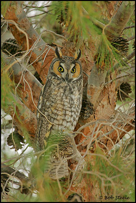 Long-eared Owl (Asio otus)